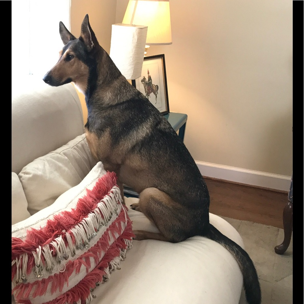 Meet your Posher, Jessie