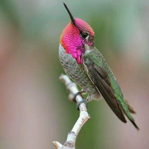 Meet your Posher, Jenny