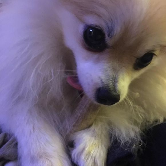 Meet your Posher, Dan - Picture 1 of 1