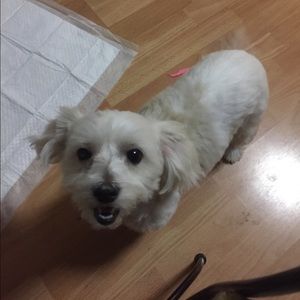 Meet your Posher, Noel