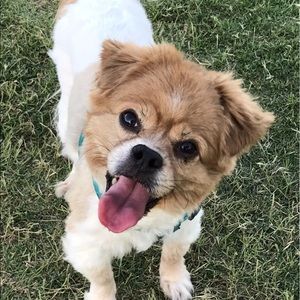 Meet your Posher, Amber