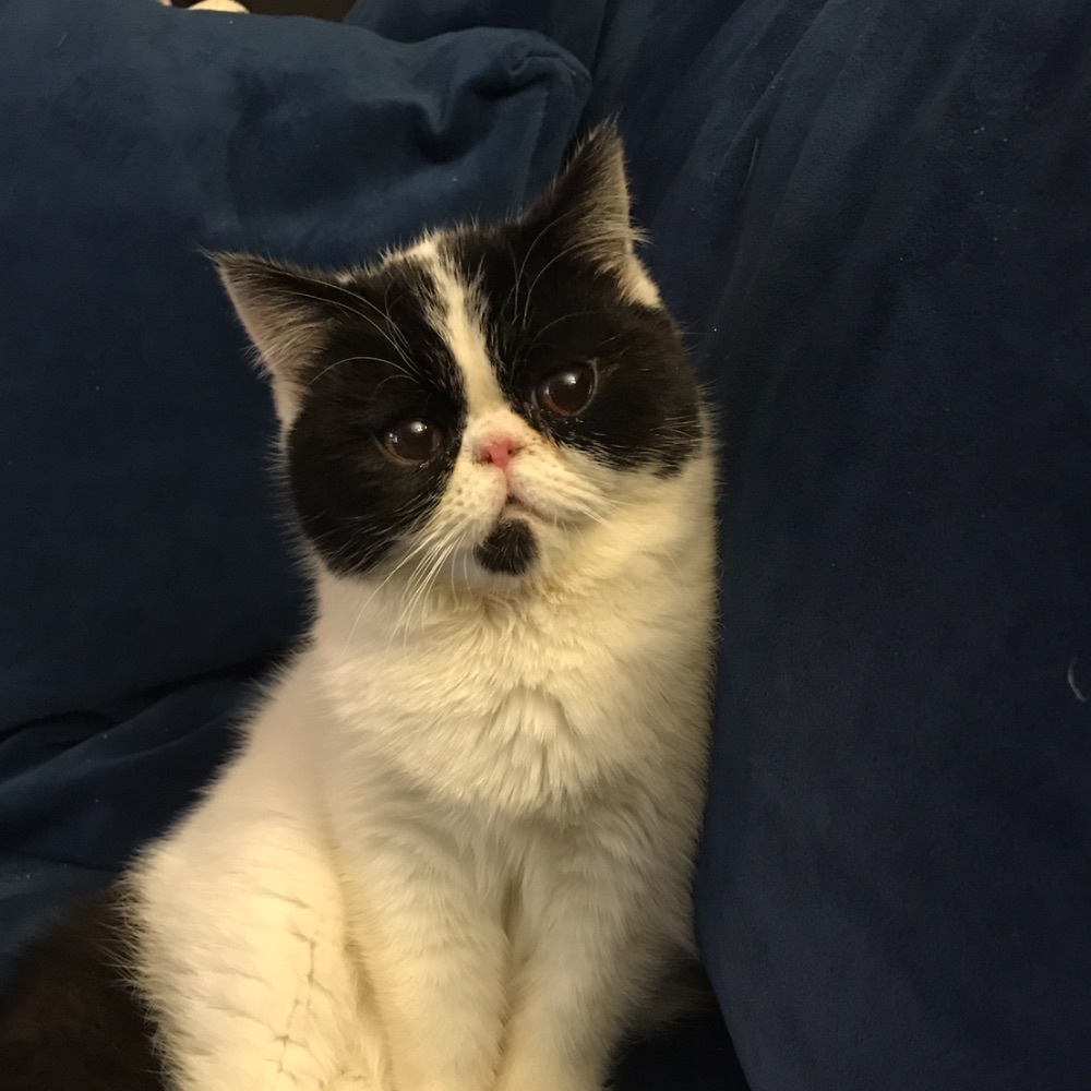 Meet your Posher, Emma