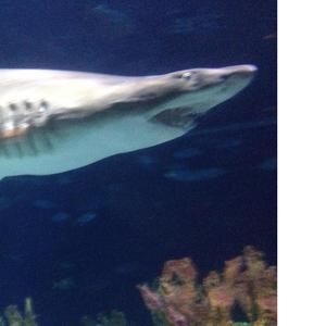 Meet your Posher, Edward