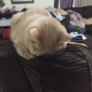 Meet your Posher, Virginia