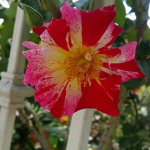 Meet your Posher, Tyler