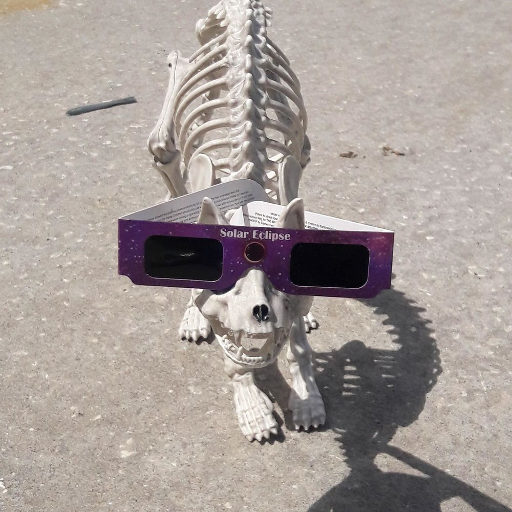 Meet your Posher, Willa