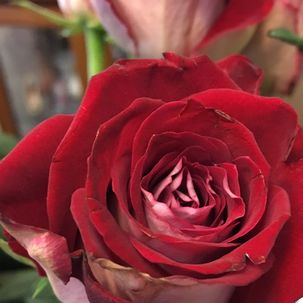 Meet your Posher, Mia