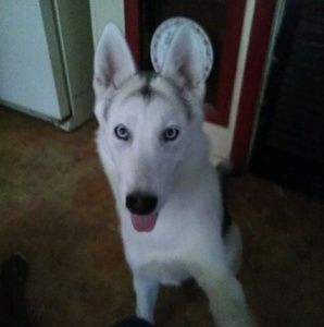 Meet your Posher, Victoria