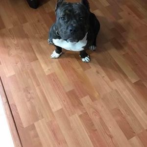 Meet your Posher, Gavin