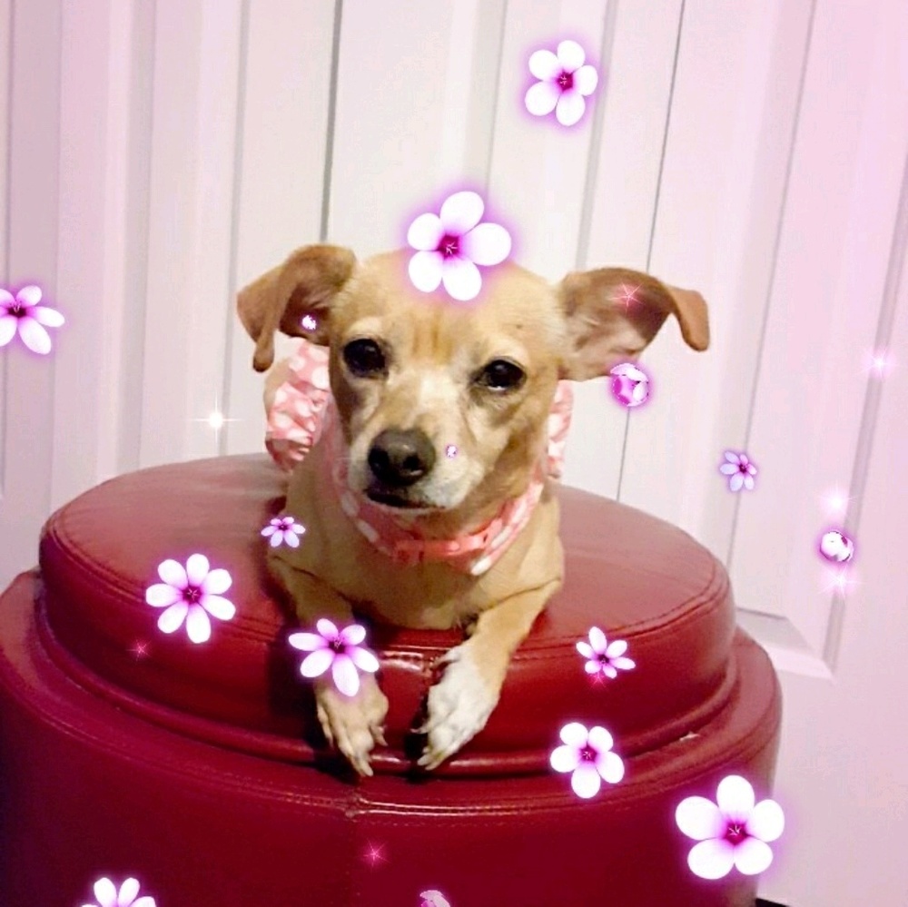 Meet your Posher, Elisa