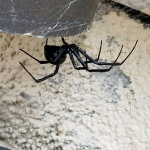 Meet your Posher, Colin