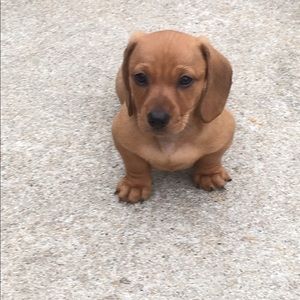 Meet your Posher, Jesse