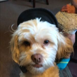 Meet your Posher, Diane