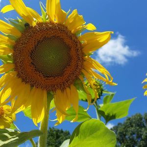 Meet your Posher, Ann