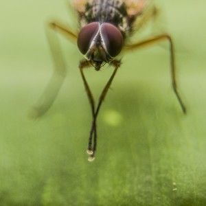 Meet your Posher, Dimitry