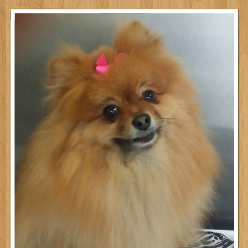 Meet your Posher, Tina