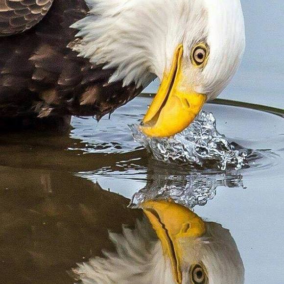 Meet your Posher, Sherman - Picture 1 of 1