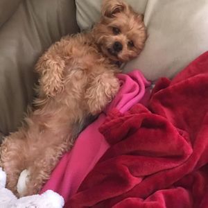 Meet your Posher, Tracy