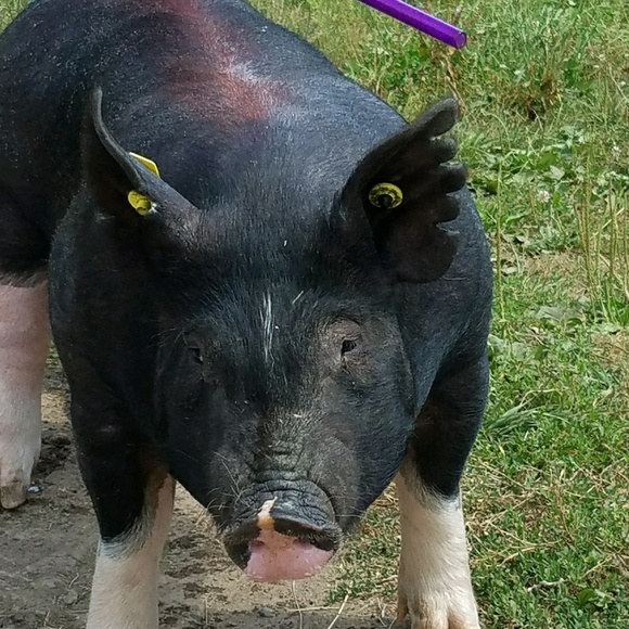 Meet your Posher, Molly - Picture 1 of 1