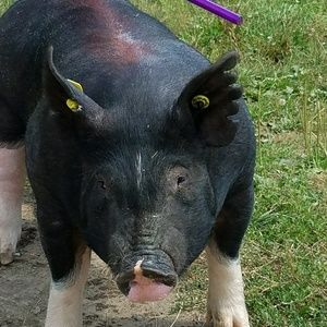 Meet your Posher, Molly