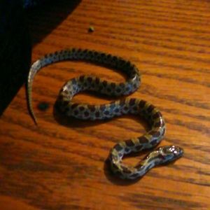 Meet your Posher, Jason