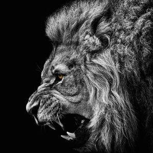 Meet your Posher, Jaymark