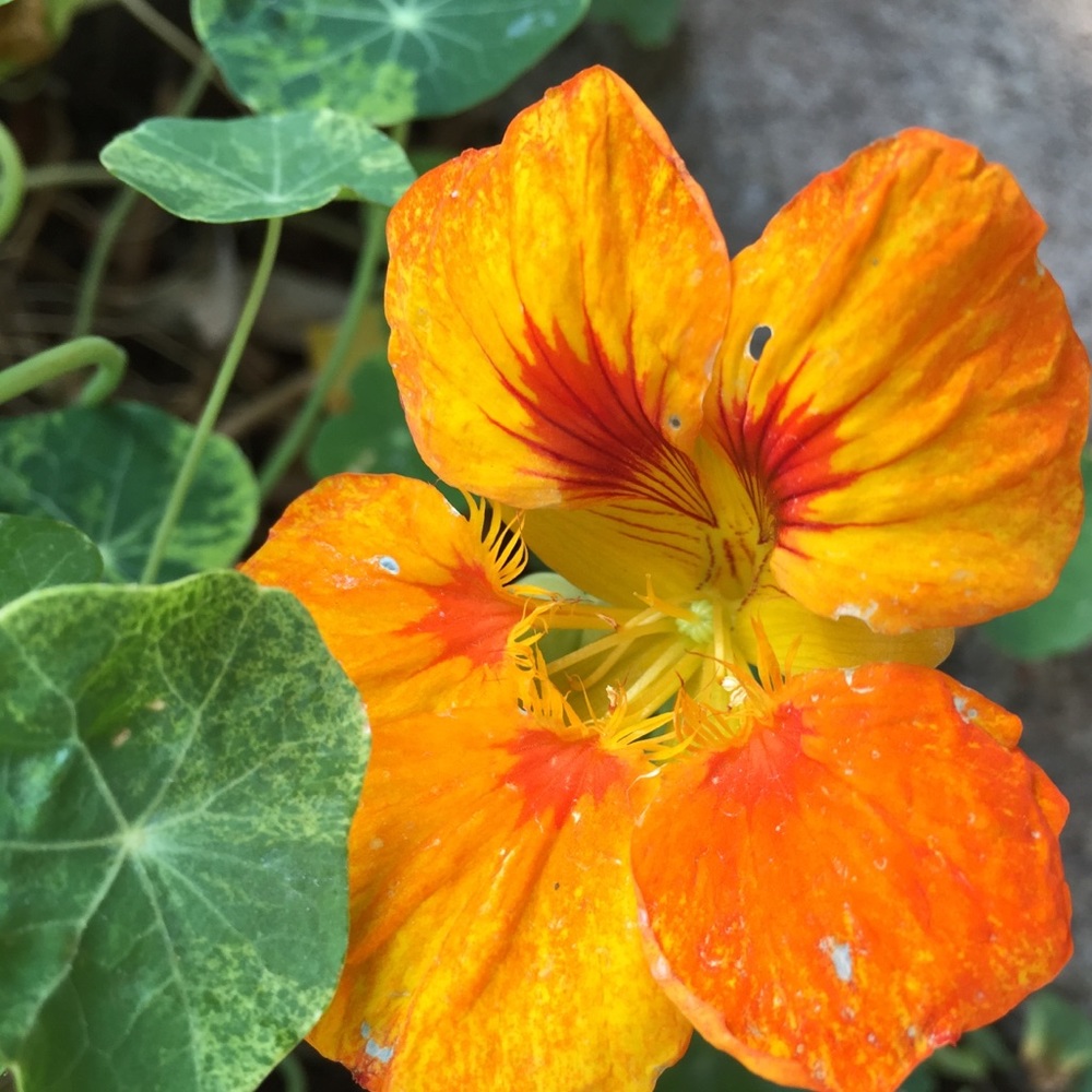 Meet your Posher, Marissa