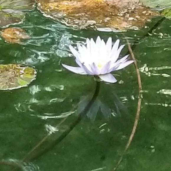 Meet your Posher, Mary - Picture 1 of 1