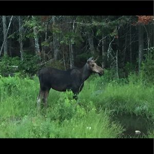 Meet your Posher, Gwen