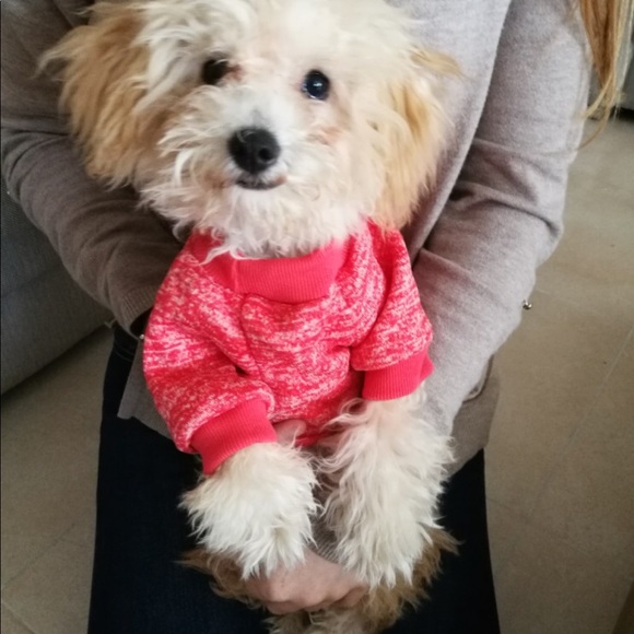 Fall/Winter : WARM SWEET for your fur friends - Picture 7 of 8