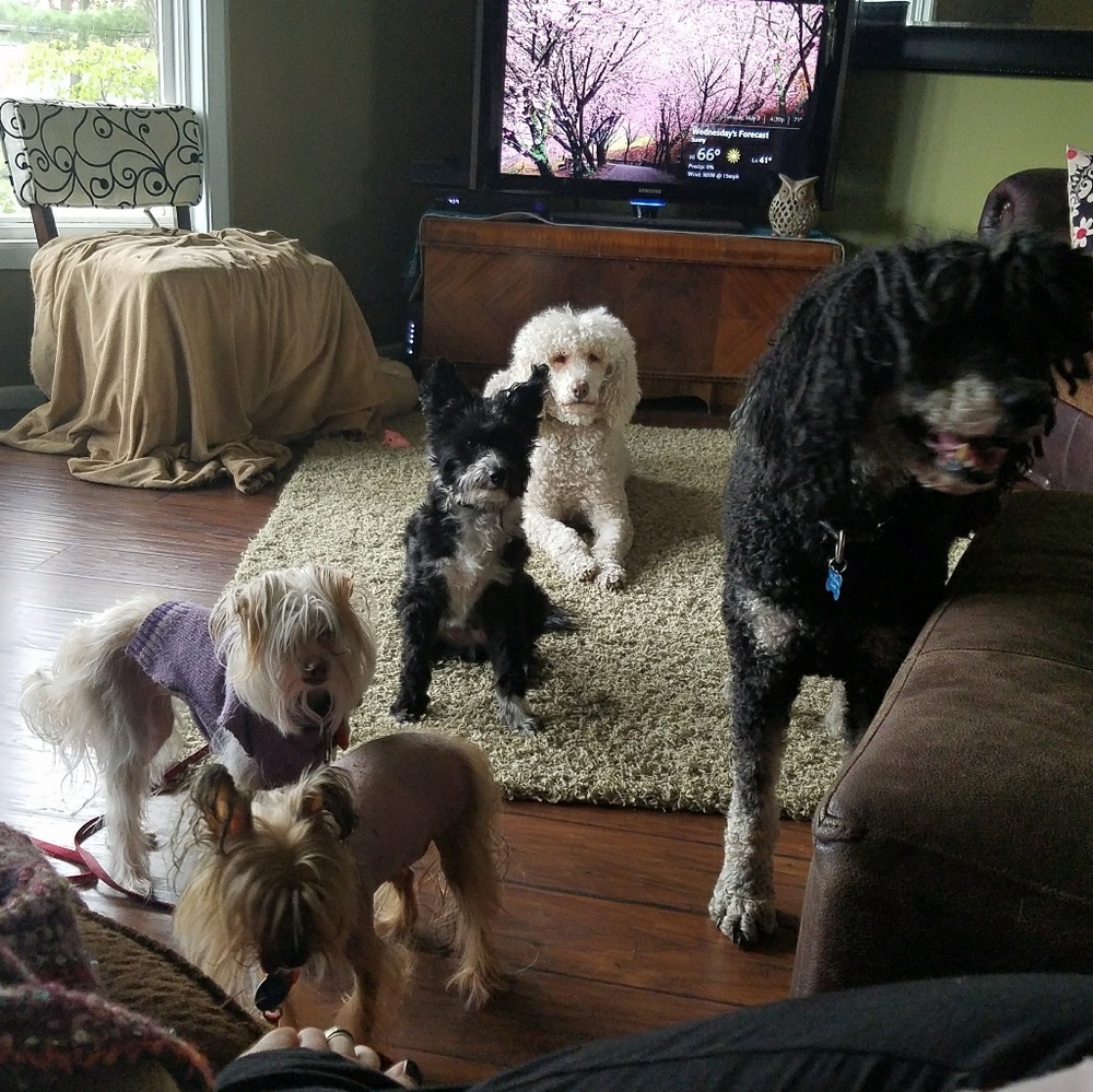 PRICELESS fur babies
