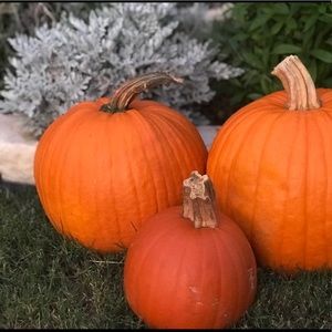 Meet your Posher, Jerry