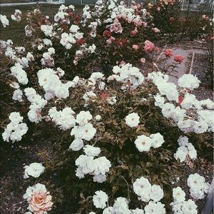 Meet your Posher, Emmy