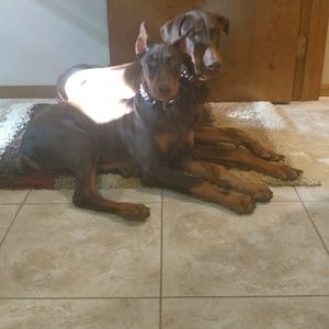 Meet your Posher, Dani