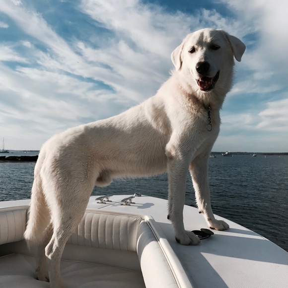 Meet your Posher, Stephanie - Picture 4 of 5