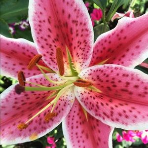 Meet your Posher, Anne