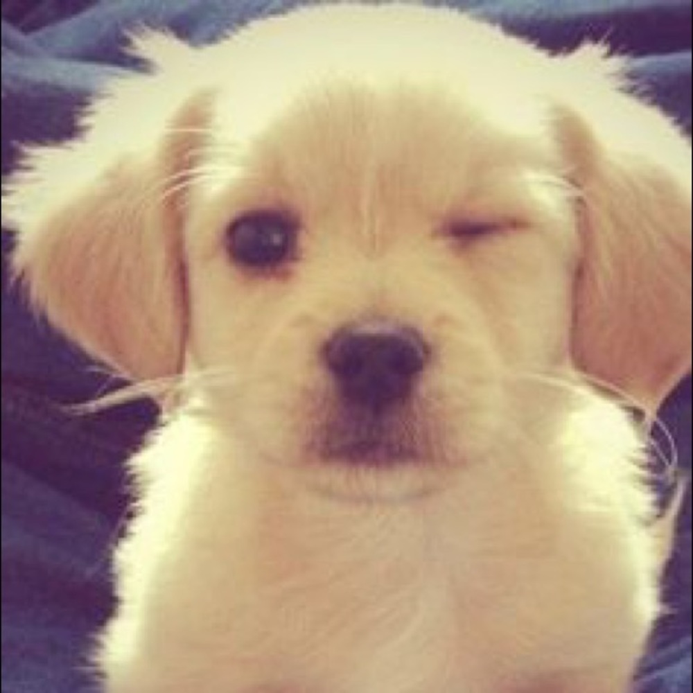 Meet your Posher, Betty