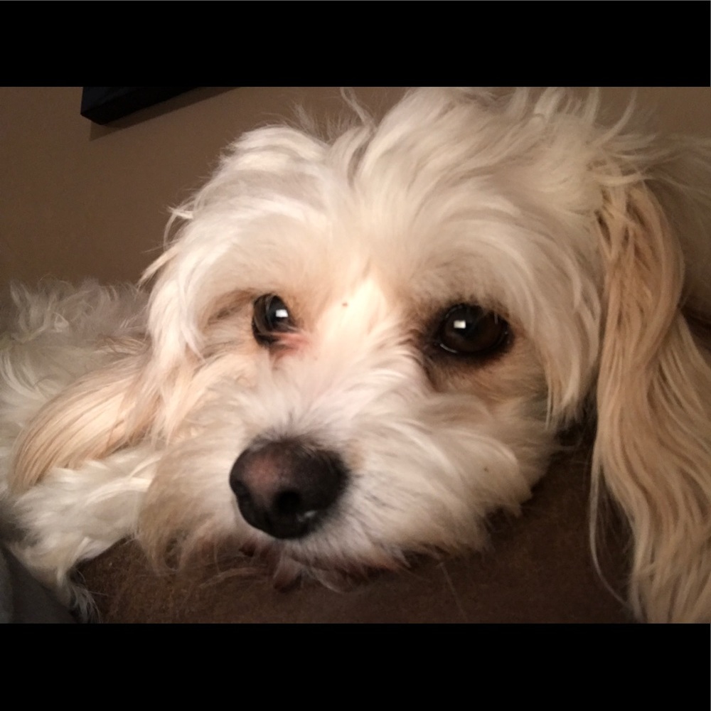 Meet your Posher, Auburne