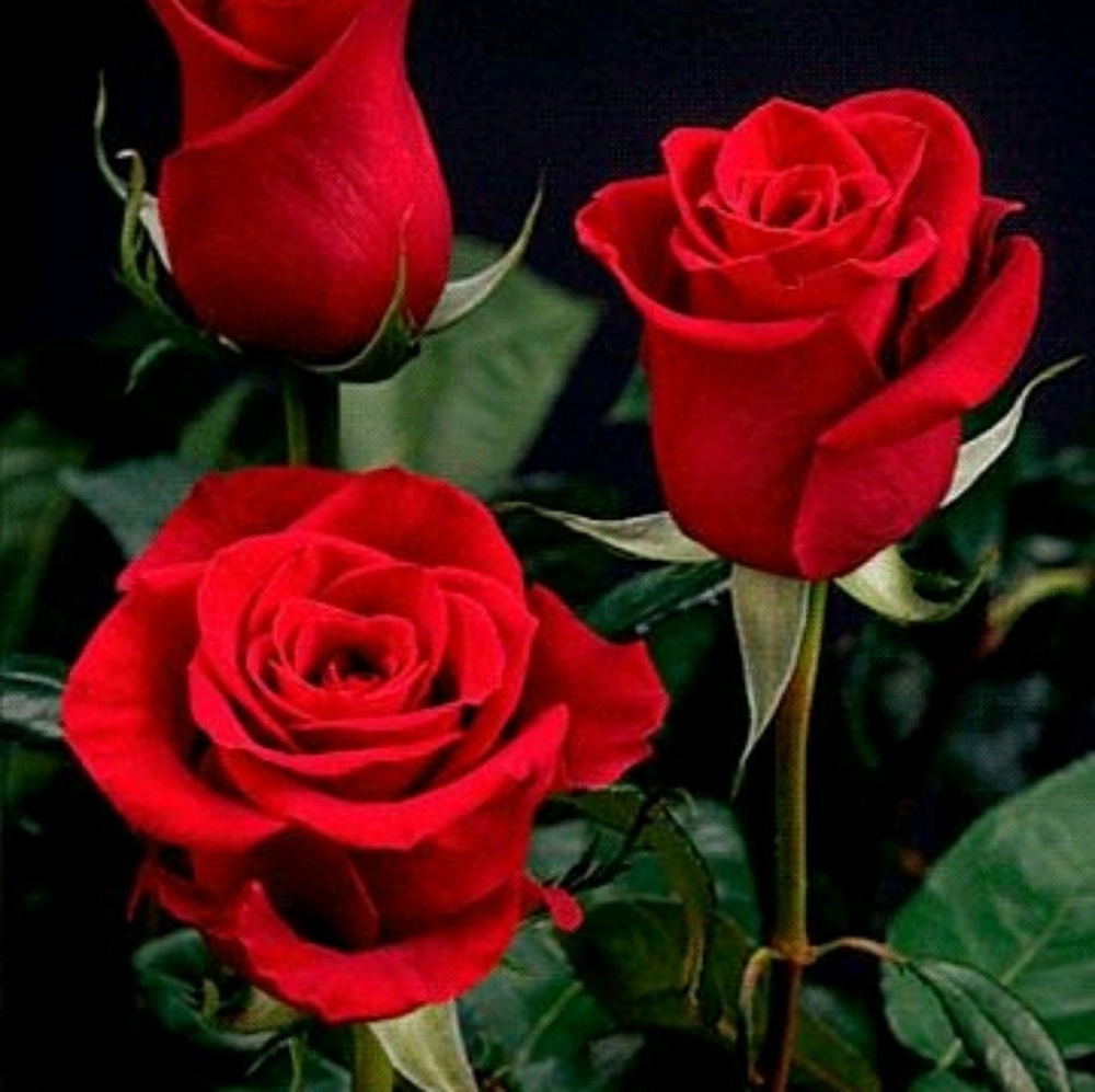 Meet your Posher, Mary