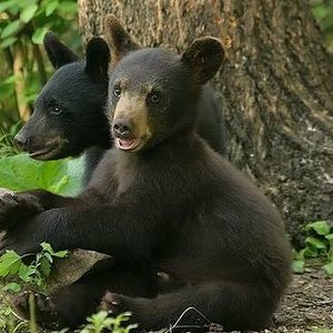 Meet your Posher, Ginger