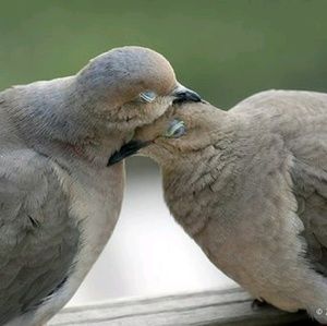 Meet your Posher, Gwendolyn