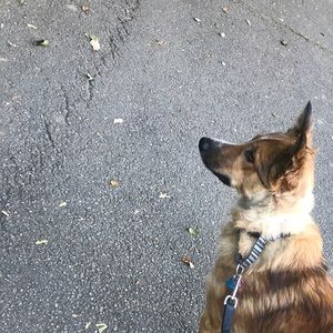 Meet your Posher, Jing