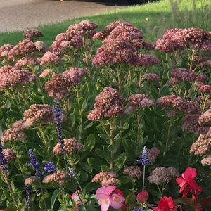 Meet your Posher, Sanaa