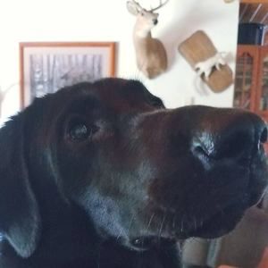 Meet your Posher, Sue