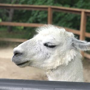 Meet your Posher, Maddie