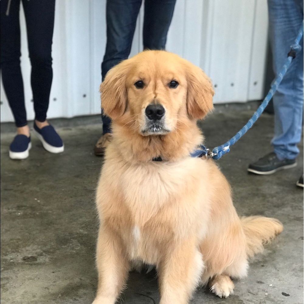 Meet your Posher, Lesley