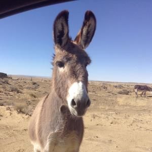 Meet your Posher, Doug