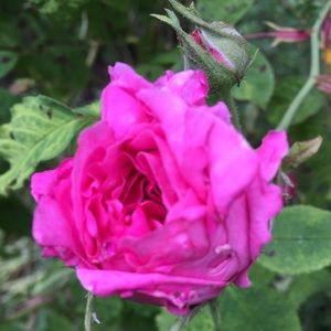 Meet your Posher, Olivia