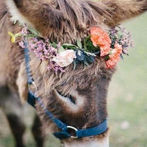 Meet your Posher, Harlee