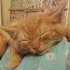 Meet your Posher, Angelica